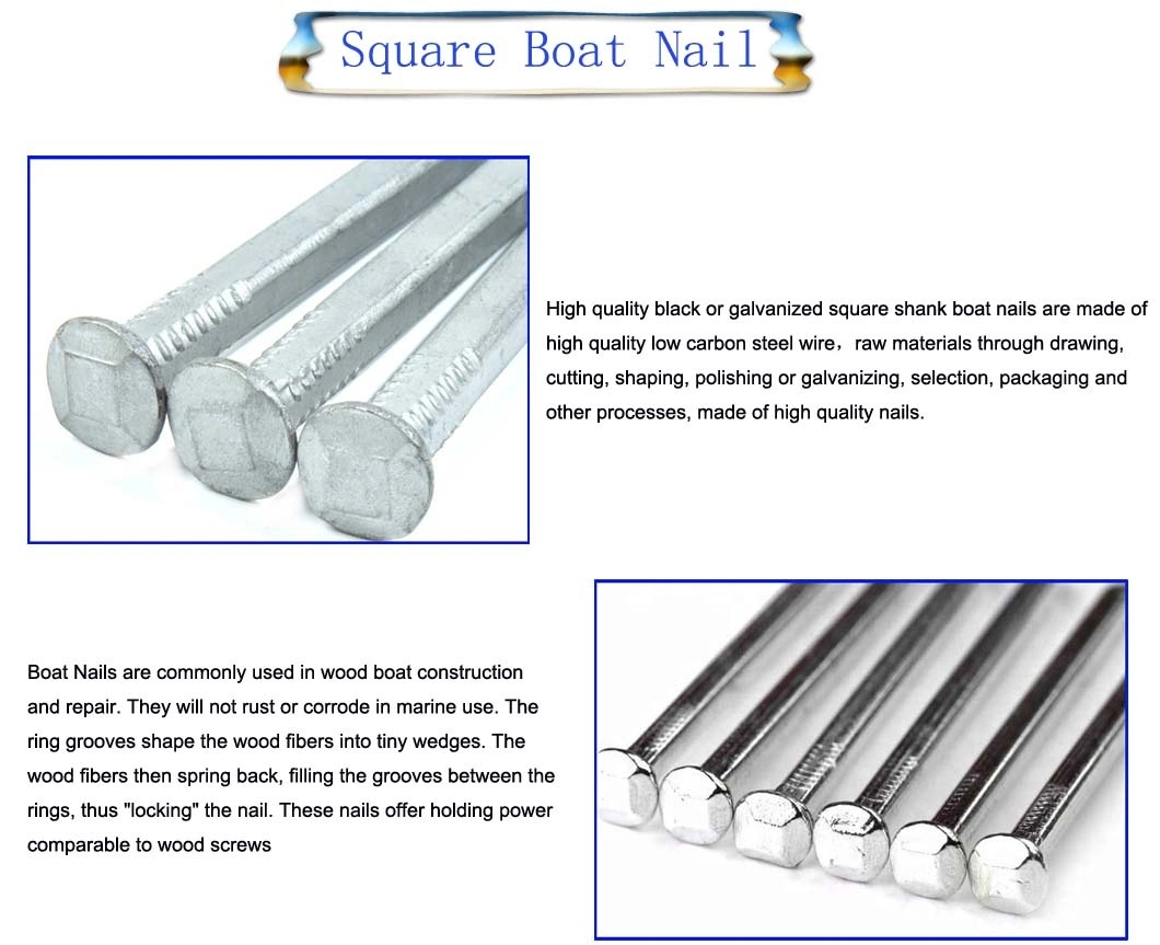 Factory Supplier High Quality Common Nail Square Shank Electro/Hot Dipped Galvanized Square Boat Nail